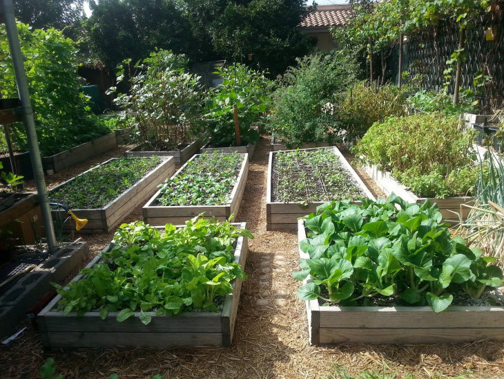 A Suburban Garden to Feed the Whole Family