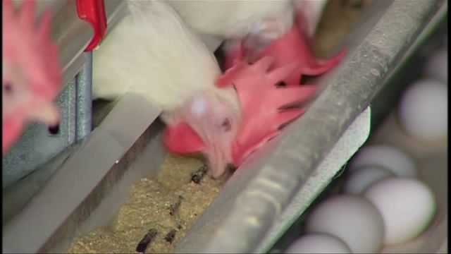 Bird Flu Impact Reaches Nashville