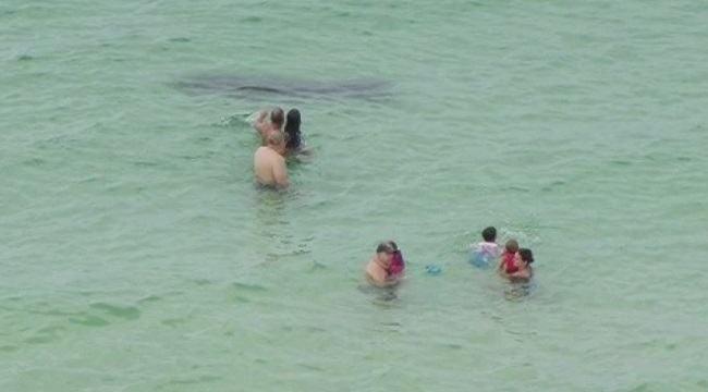 Middle TN Family Gets Up Close and Personal With a Shark