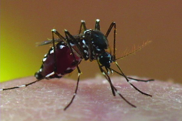 West Nile Mosquitoes Caught in Nashville