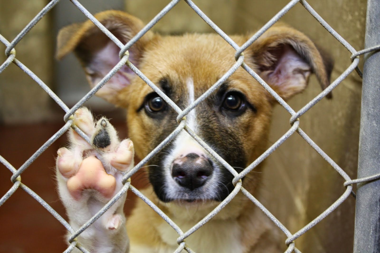 More Charges of Animal Abuse at Sumner County Animal Shelter