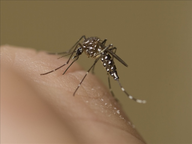 Resilient Zika Virus Spread by Mosquito and Now Sex