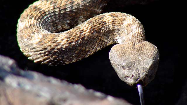 The Snakes Are Out in Middle TN, Here’s What You Should Know