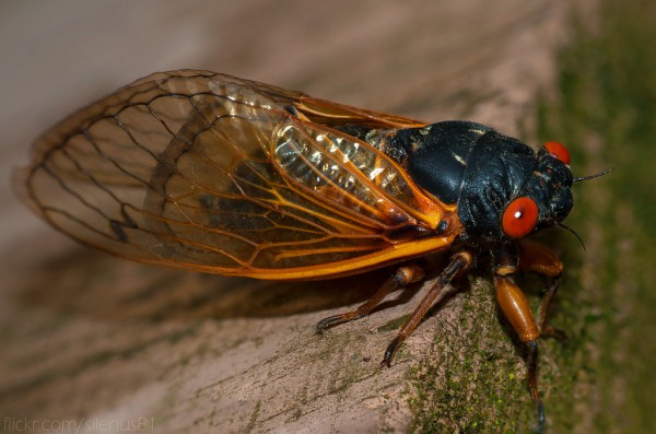 Dreaded Cicadas Return This Year