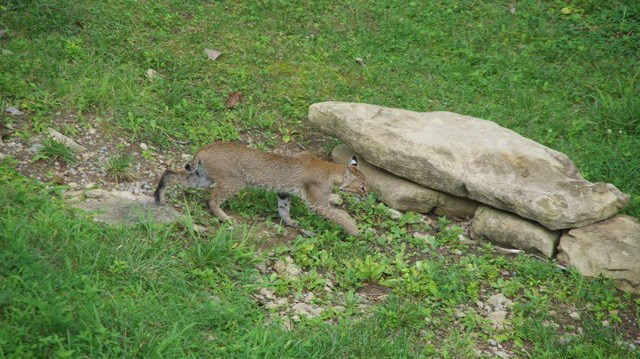 Bobcat Discovered Within City Limits of Nashville
